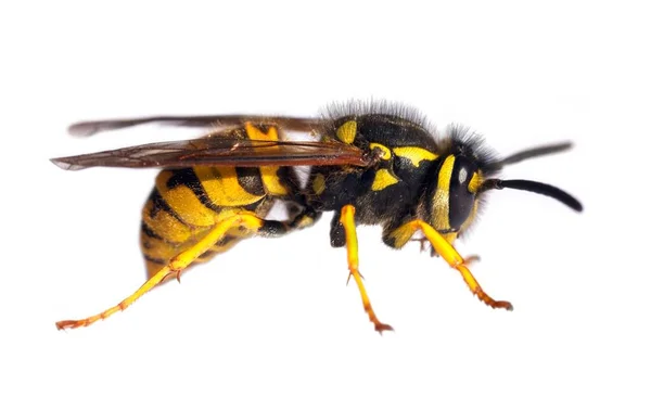 European Common Wasp German Wasp German Yellow Jacket Απομονωμένο Λευκό — Φωτογραφία Αρχείου