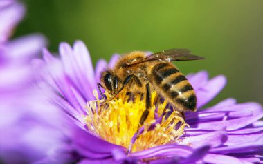 Latin Apis Mellifera, Avrupai ya da batı bal arısı sarı mor ya da mavi çiçekte oturan arı ya da bal arısının ayrıntıları