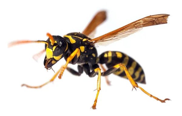 Beyaz Arka Planda Latin Vespula Vulgaris Veya Germanica Izole Edilmiş — Stok fotoğraf