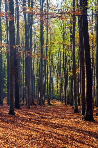 Herbstwald Laubbäume Buchenwald Chriby Tschechien — Stockfoto