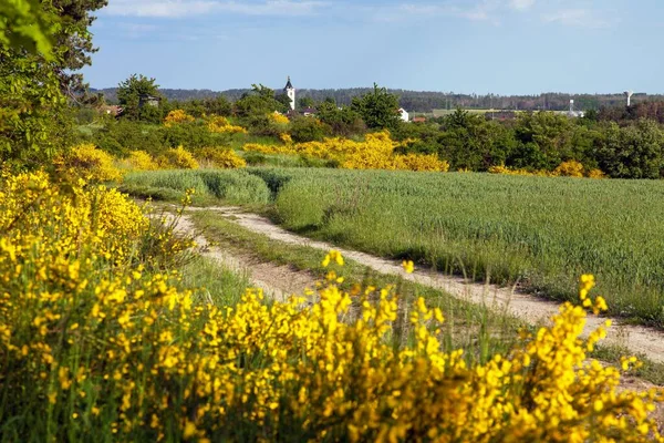 Cytisus Scoparius Common Broom Scotch Broom Yellow Flowering Blooming Time — Stock Photo, Image