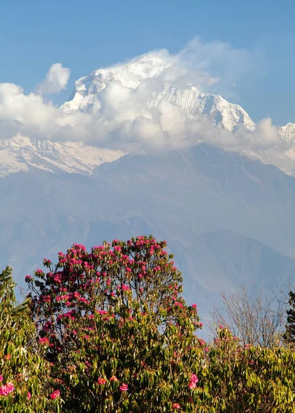 Uitzicht Berg Dhaulagiri Vanaf Poon Hill Uitkijkpunt Rode Rhododendron Nepal — Stockfoto