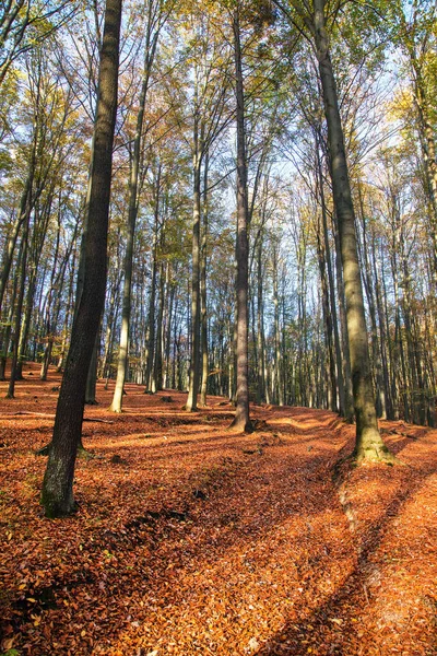 Foresta Autunnale Faggi Latifoglie Bosco Chriby Repubblica Ceca — Foto Stock