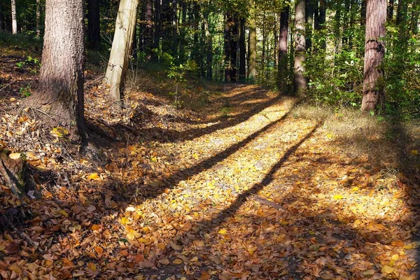 Bosque Otoño Bosques Haya Caducifolios Chriby República Checa — Foto de Stock