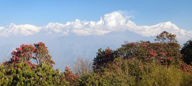 Poon Hill 'den Dhaulagiri Dağı' nın manzarası ve Nepal Himalayaları 'nın kırmızı rhododendronu.