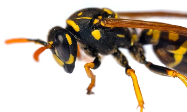 Beyaz Arka Planda Latin Vespula Vulgaris Veya Germanica Izole Edilmiş — Stok fotoğraf