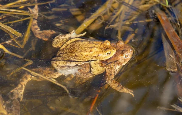 Vanlig Eller Europeisk Padda Brun Färg Parning Paddor Dammen — Stockfoto