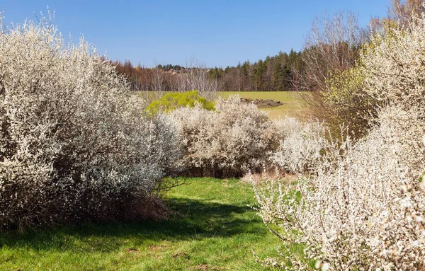 Weiß Blühender Schlehen Strauch Frühlingshafte Aussicht Vom Böhmischen Und Mährischen — Stockfoto