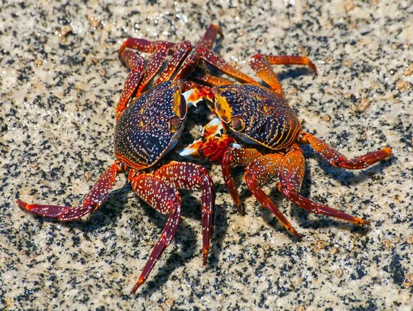 Two Red Crab Sitting Stone Sea Crustacean Water Animal — Photo