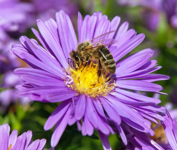 Méh Vagy Méh Részletei Sárga Lila Vagy Kék Virágon Ülő — Stock Fotó