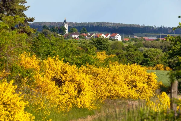 시기와 마을에서 일반적 빗자루 스카치 빗자루의 노란색 — 스톡 사진