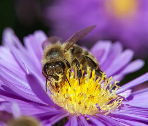 Detail Der Biene Oder Honigbiene Lateinischer Sprache Apis Mellifera Europäische — Stockfoto
