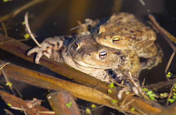 Common European Toad Brown Colored Mating Toads Pond — Stock Photo, Image