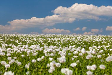 Latin papaver somniferum 'da çiçek açan afyon haşhaş tarlasının ayrıntıları, Çek Cumhuriyeti' nde beyaz renkli haşhaş yetiştirilir.