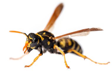 Beyaz arka planda Latin Vespula Vulgaris veya Germanica 'da izole edilmiş Avrupa eşek arısı veya Alman sarı ceketi