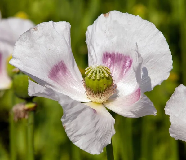 Detail Flowering Opium Poppy Latin Papaver Somniferum Poppy Field White — Stock Photo, Image