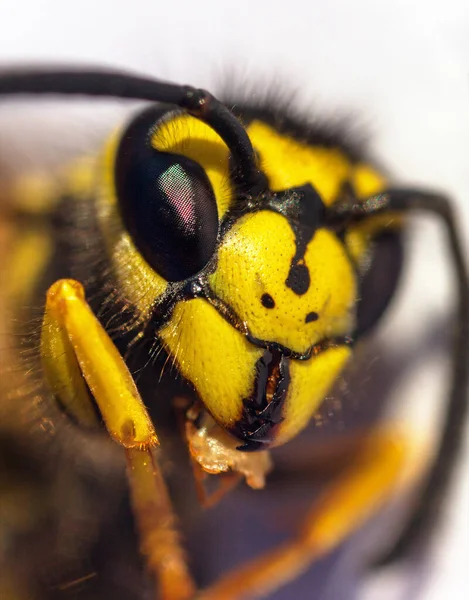 European Common Wasp German Wasp German Yellow Jacket Απομονωμένο Λευκό — Φωτογραφία Αρχείου