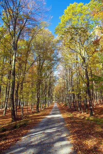 Autumn Forest Road Deciduous Beech Forest Chriby Czech Republic — Stock Photo, Image