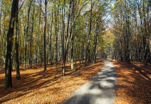 Podzimní Lesní Cesta Listnatém Bukovém Lese Chriby Česká Republika — Stock fotografie
