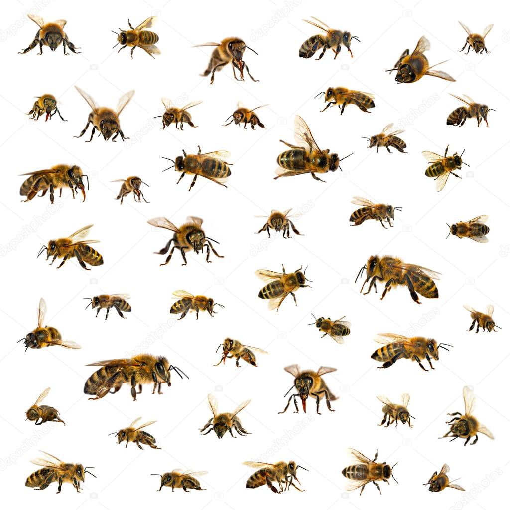 bee, Set of bees or honeybees in Latin Apis Mellifera, european or western honey bee isolated on the white background 