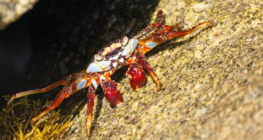 Taşın üzerinde oturan kırmızı yengeç, kabuklu deniz hayvanı, su hayvanı