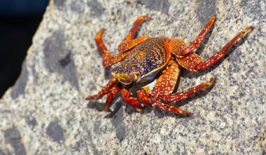 Taşın üzerinde oturan kırmızı yengeç, kabuklu deniz hayvanı, su hayvanı