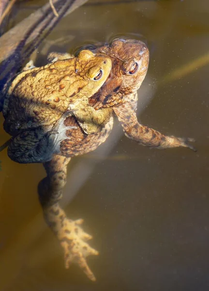 Common European Toad Brown Colored Mating Toads Pond — Stock Photo, Image