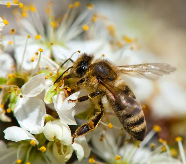 벌이나 꿀벌은 리페라 경치에 — 스톡 사진