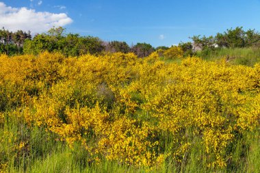 Cytisus scoparius, yaygın süpürge ya da İskoç süpürgesi sarı çiçekli çiçek. 