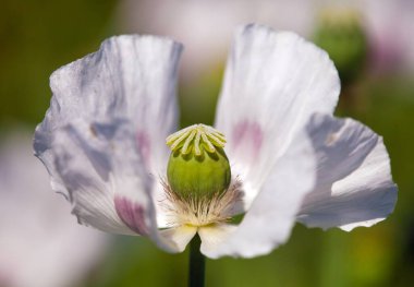 Latin papaver somniferum, haşhaş tarlası, beyaz renkli haşhaş Çek Cumhuriyeti 'nde yetişiyor.