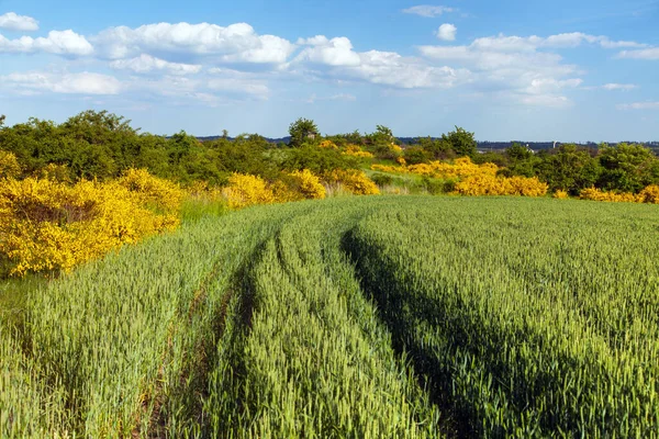 Cytisus Scoparius Common Broom Scotch Broom Yellow Flowering Blooming Time — Stock Photo, Image