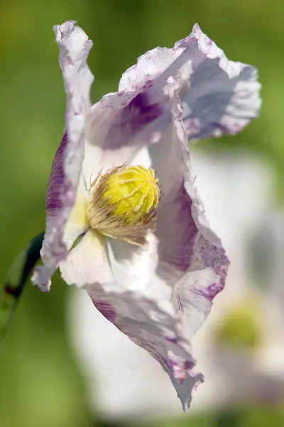Detail Kvetoucího Opiového Máku Latinské Papaveži Somniferum Makové Pole Bílý — Stock fotografie