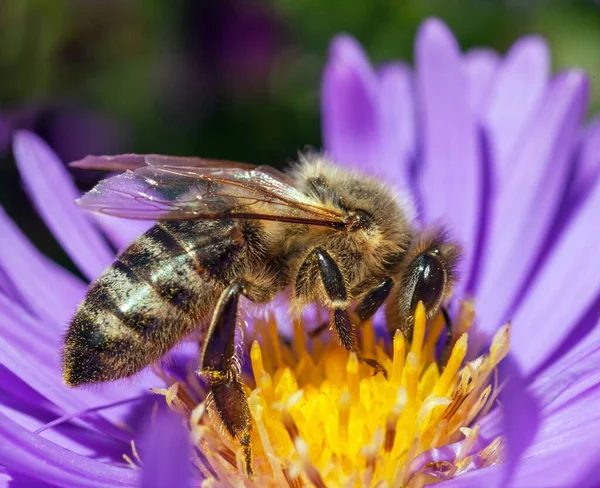 Detail Bee Honeybee Latin Apis Mellifera European Western Honey Bee — Stock Photo, Image