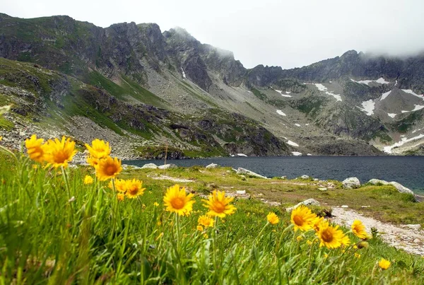 Velke Hincovo Pleso Lake Mount Koprovsky Stit Yellow Flowers Vysoke — Stock Photo, Image