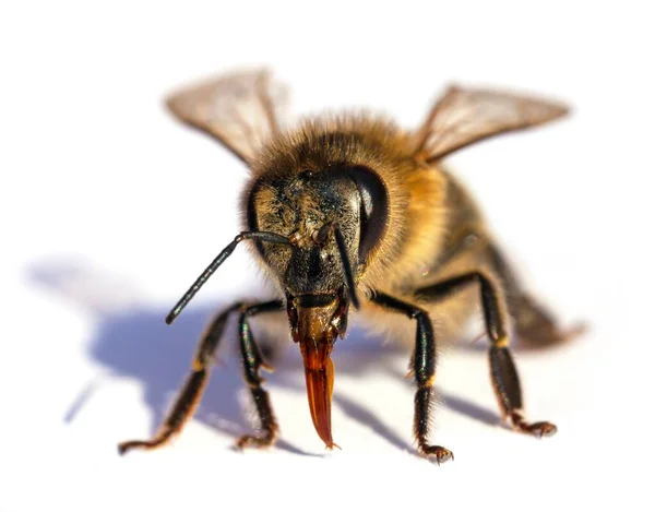 拉丁文Apis Mellifera European或Western Honey Bee中蜜蜂或蜜蜂的详细情况 分离于白色背景中 — 图库照片