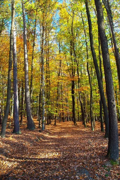 Autumn Forest Deciduous Beech Trees Wood Woodland Chriby Czech Republic — Stock Photo, Image