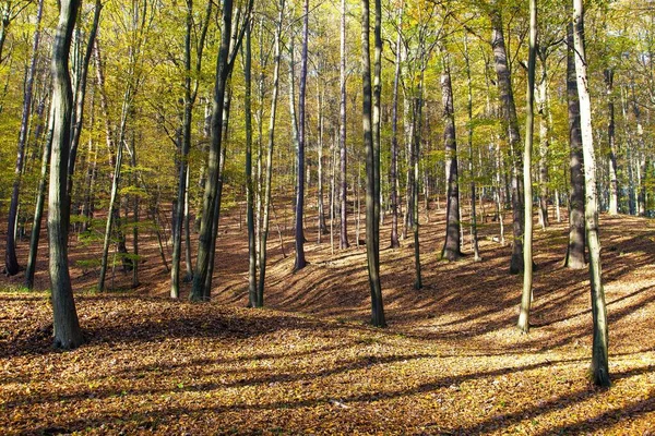 Herbstwald Laubbäume Buchenwald Chriby Tschechien — Stockfoto