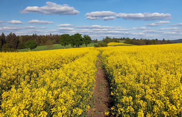 Champ Colza Canola Colza Brassica Napus Latin Avec Route Rurale — Photo