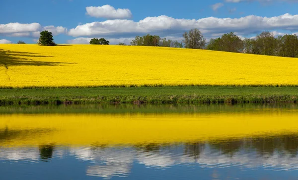 Feld Von Raps Raps Oder Raps Lateinisch Brassica Napus Raps — Stockfoto