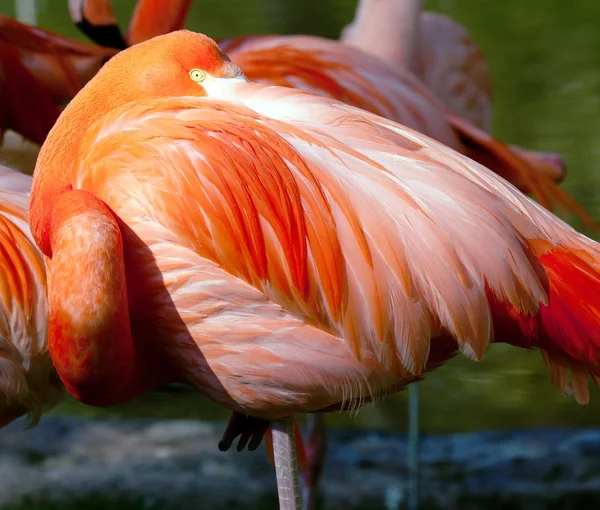 American Flamingo - Phoenicopterus ruber - beautiful red colored bird — Stock Photo, Image