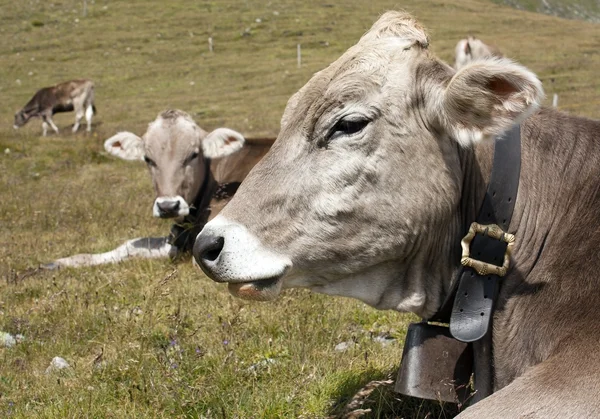 Tête de vache (bos primigenius taurus), avec cloche de vache — Photo