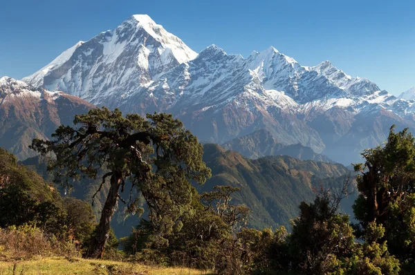 Uitzicht op mount dhaulagiri - nepal — Stockfoto