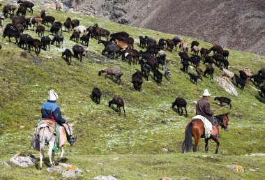 stockriders üzerinde pastureland alay dağlarında sürü ile
