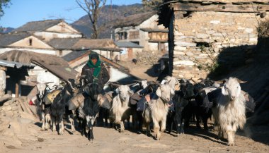 keçi kervanı git mal ile simikot alanında, nepal 