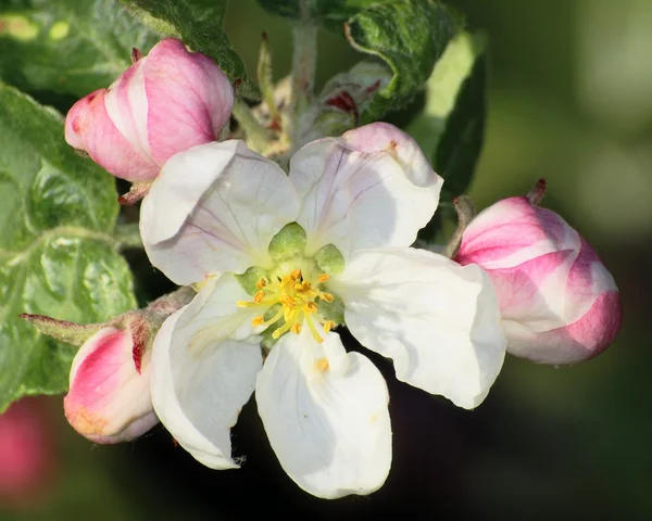 Flor de árvore de maçã — Fotografia de Stock