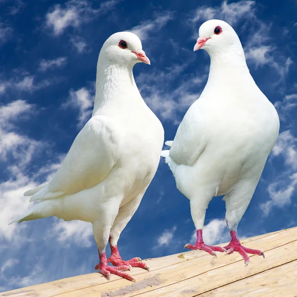 Two white pigeon - imperial-pigeon - ducula — Stock Photo, Image