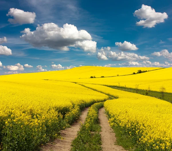 Field of rapeseed with rural road and beautiful cloud — Stock Photo, Image