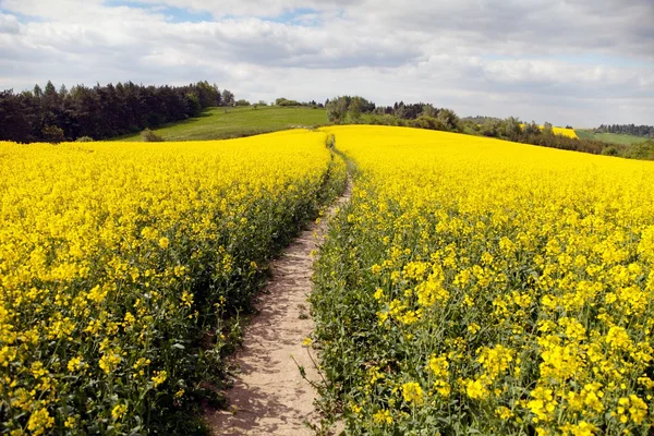 Field of rapeseed (brassica napus) — Stock Photo, Image