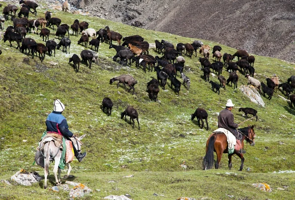 Ganaderos con rebaño en las montañas de Alay en los pastizales —  Fotos de Stock