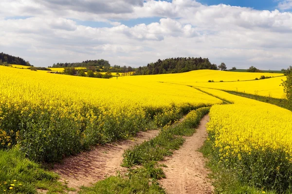 Field of rapeseed with rural road — Stock Photo, Image